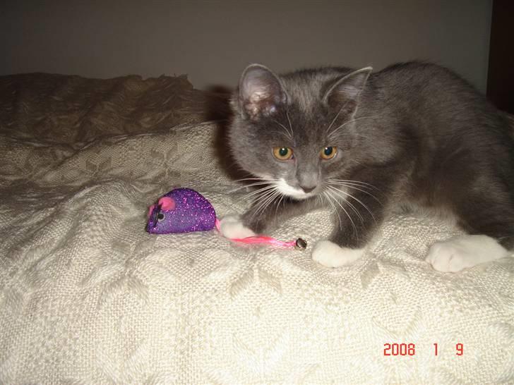 Blanding af racer Oliver billede 12