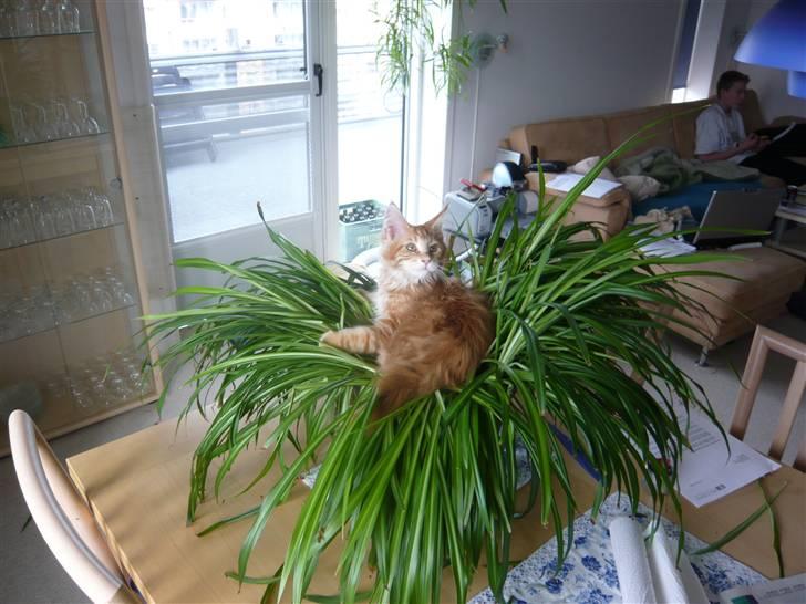 Maine Coon Ramses - Ramses har nu besejret mors store fine 3 år gamle kæmpestore væddeløber - den er endeligt afgået ved døden billede 1