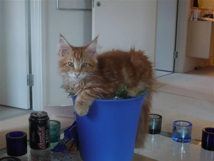 Maine Coon Ramses - Ramses i hvad der er tilbage af en ret så stor stue-bambus. Som det fremgår er denne plante besejret på en måde få planter er blevet besejret før!! billede 2
