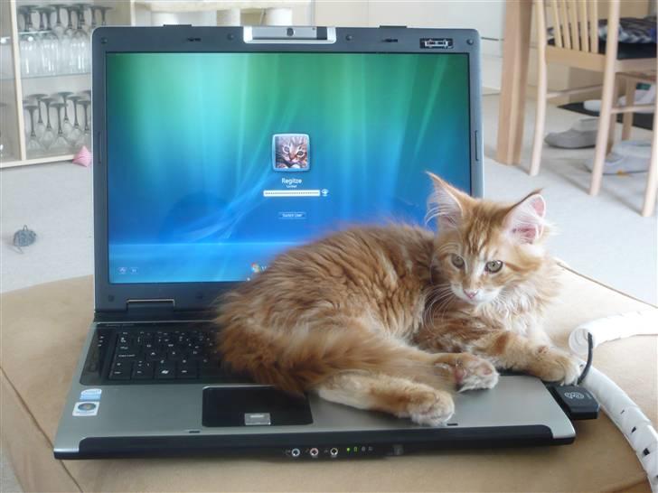 Maine Coon Ramses - Mor - du skal ikke arbejde ligenu!! billede 3