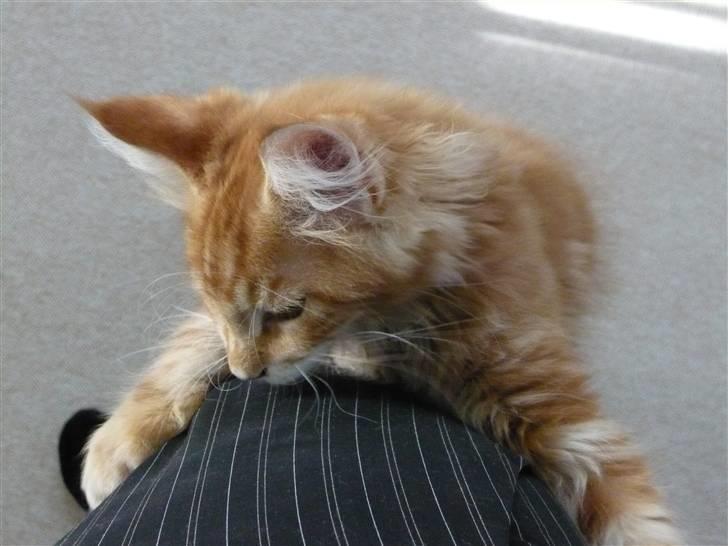 Maine Coon Ramses - Fanget mor - nu har jeg dig!! (PS - mor står altså op på 2 ben..... ) billede 4