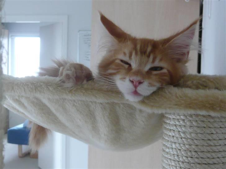 Maine Coon Ramses - Livet er bare dejligt... billede 5