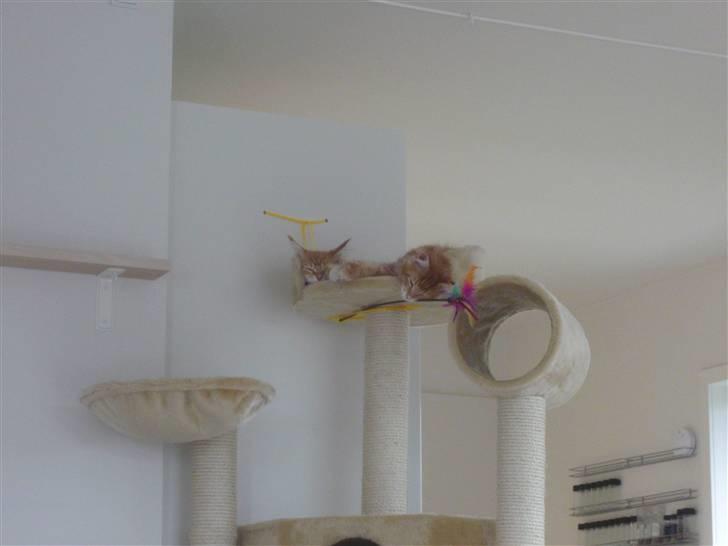 Maine Coon Ramses - Når en lille killing falder i søvn - mens den leger...  billede 6