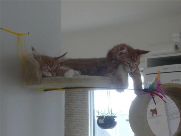 Maine Coon Ramses - Søndag - dagen hvor man bare er... dvask...  billede 7