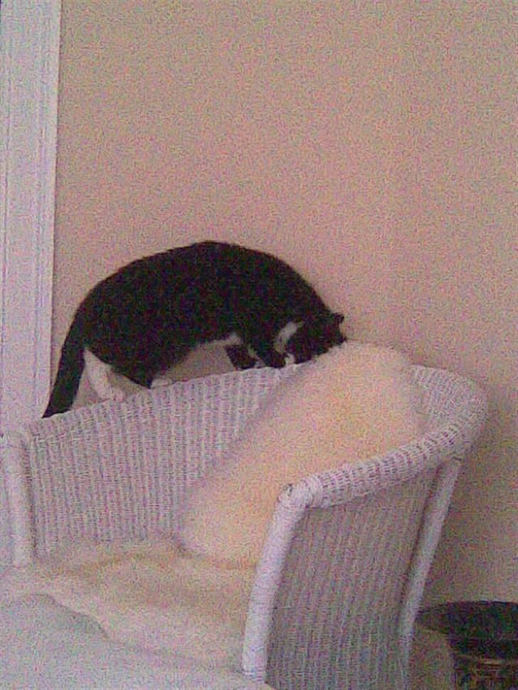 Blanding af racer Ekko billede 3