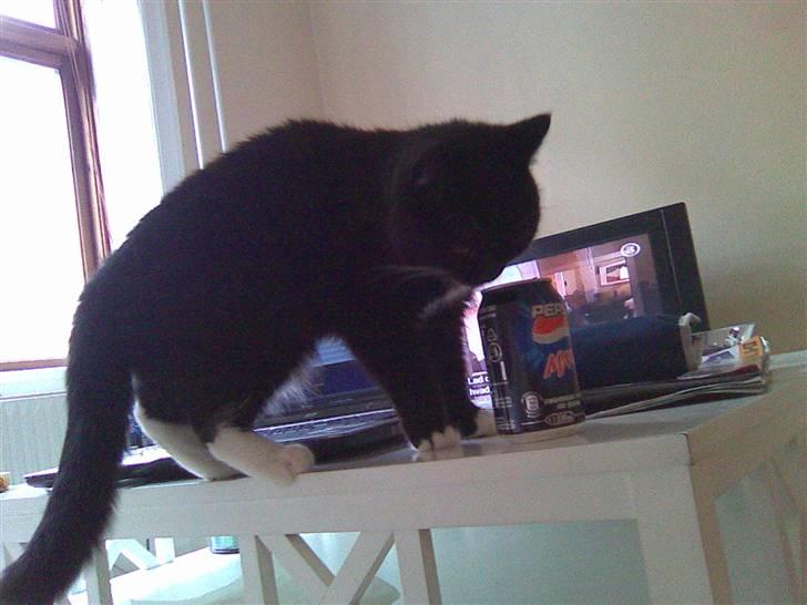 Blanding af racer Ekko billede 4