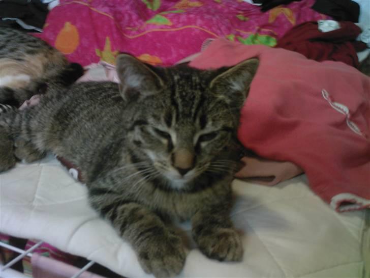 Huskat Gipsy - Her er han så som helt lille og uskyldig :0) billede 1