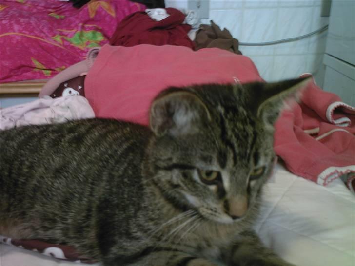 Huskat Gipsy - Er han ikke sød :0) billede 2