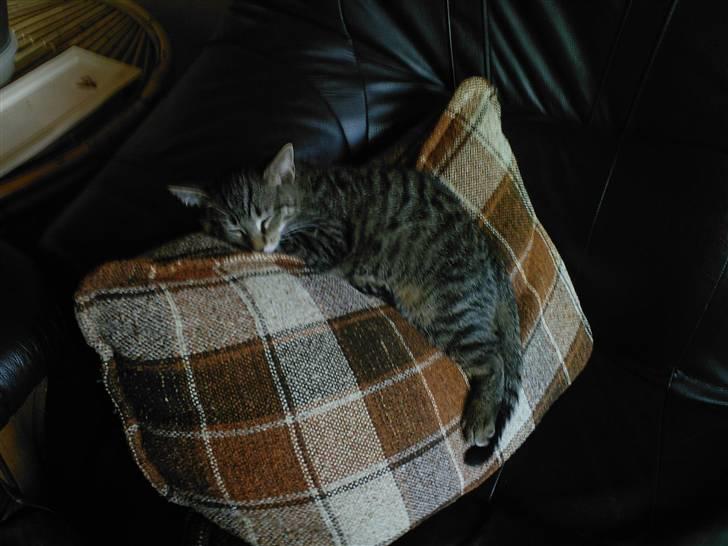 Huskat Gipsy - han kan sove de mærkligste steder ;0) billede 3