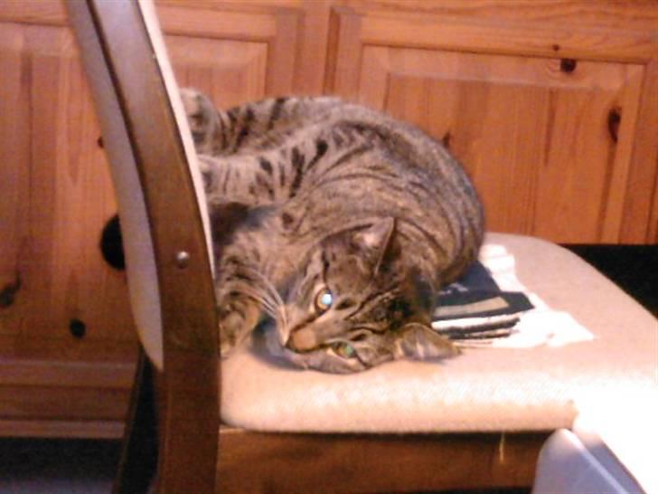 Huskat Gipsy - En rigtig labs er han :0) billede 4