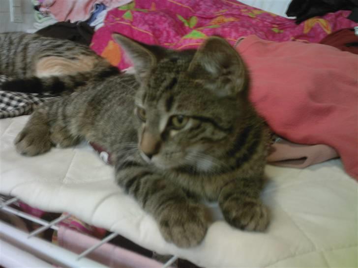 Huskat Gipsy - Træt ?? billede 5