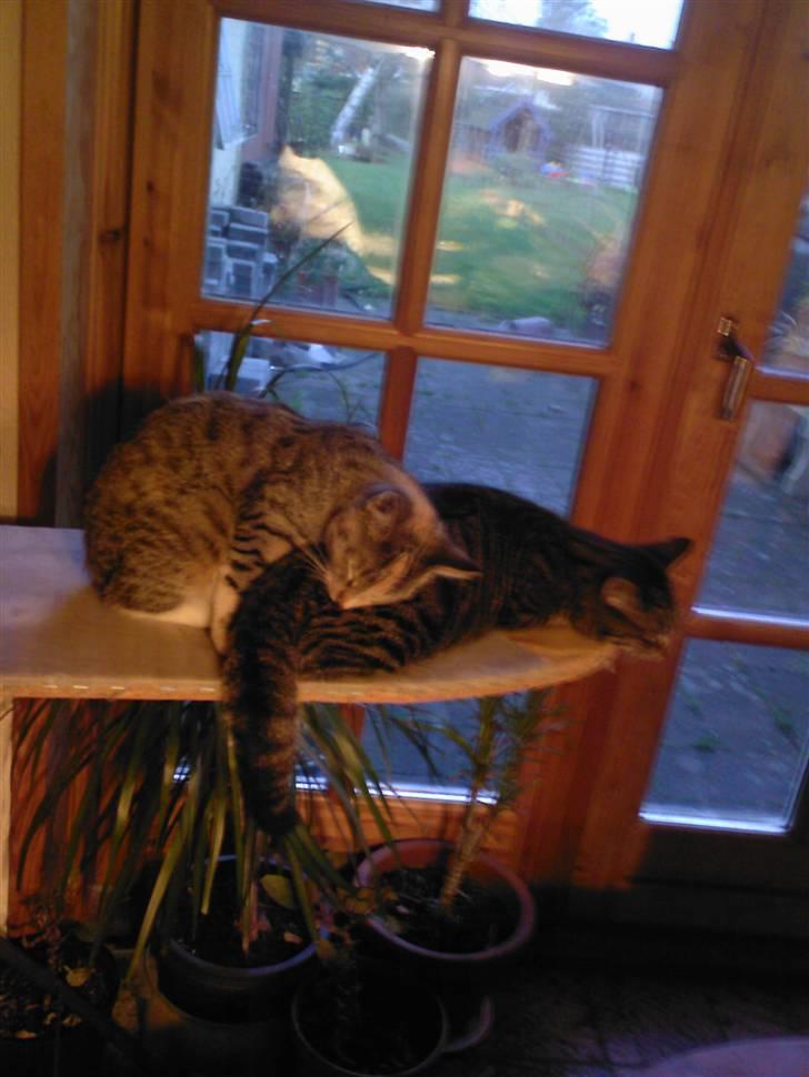Huskat Gipsy - Ligger og sover med sin søster på et strygebræt så sødt ;0)´ billede 7
