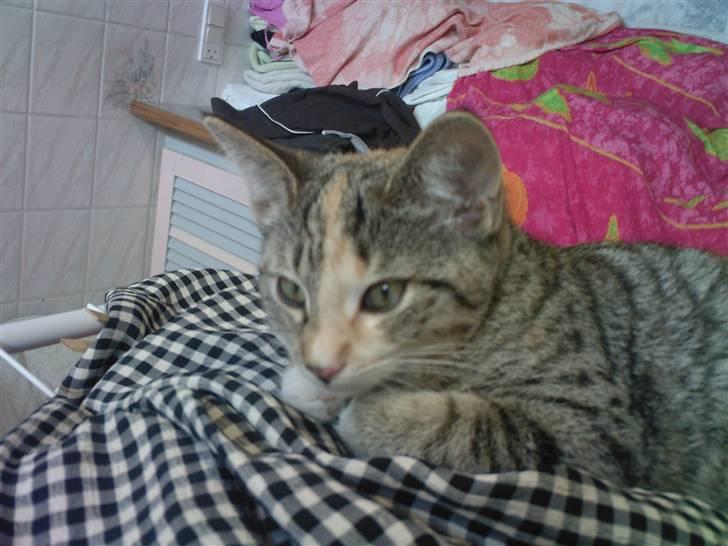 Huskat Mitzy - Her er hun så som lille ;0) billede 1