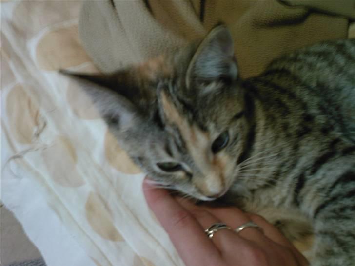 Huskat Mitzy - Nåe, hun er vidst llidt træt ;0) billede 2