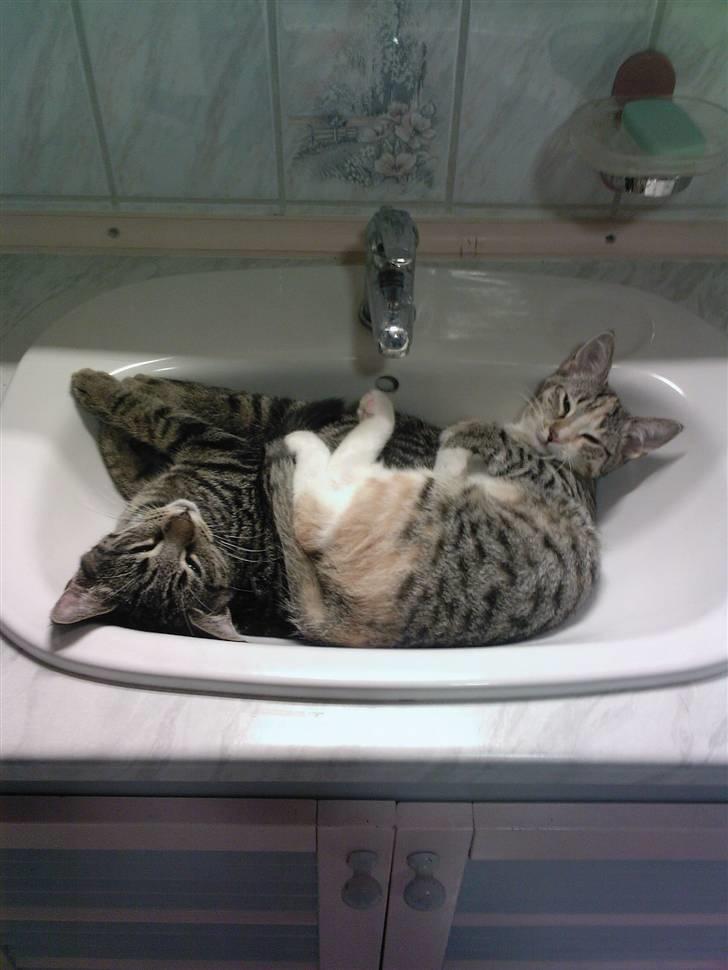 Huskat Mitzy - Sover med sin bror i håndvasken :0) billede 3