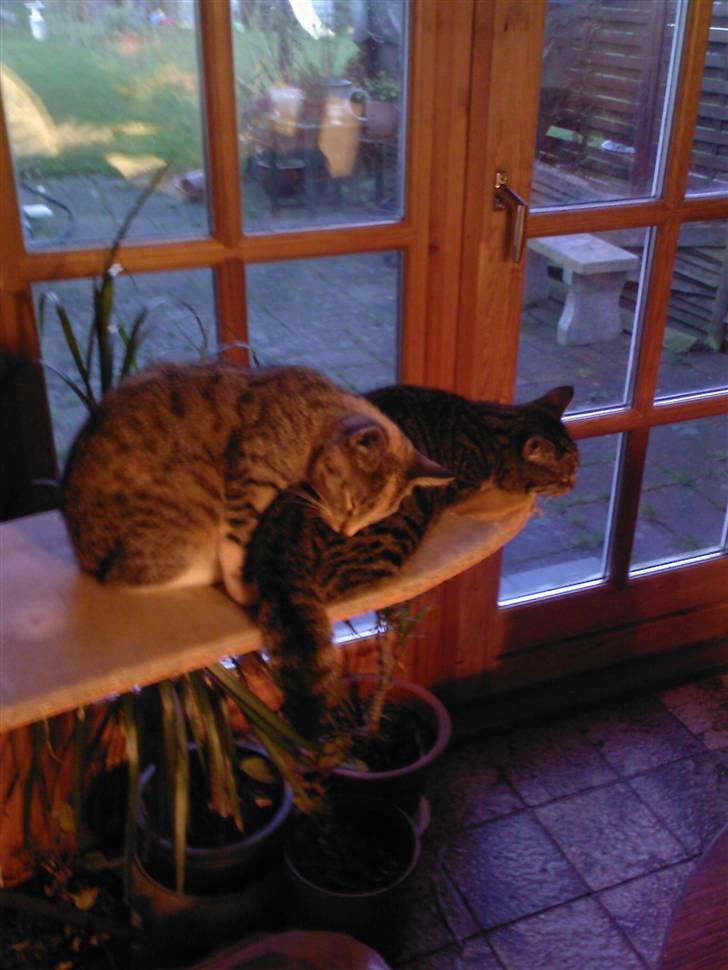 Huskat Mitzy - Ligger og putter med brormand på strygebrættet billede 4