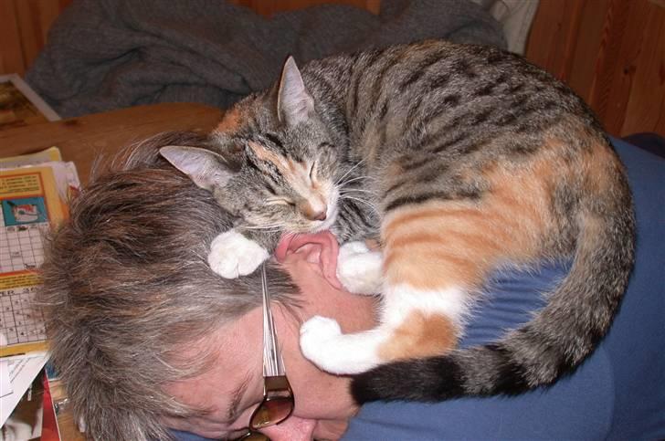 Huskat Mitzy - Hmm, dejligt med en lur.... billede 7