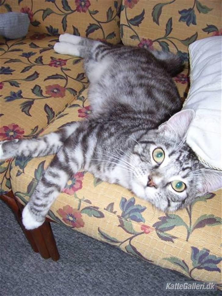 Blanding af racer Tvebakke  † d. 2/11-08 billede 1