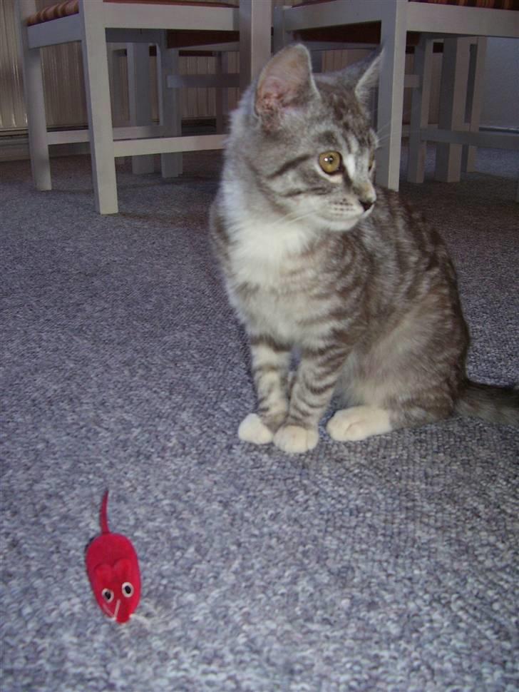 Blanding af racer Tvebakke  † d. 2/11-08 billede 2