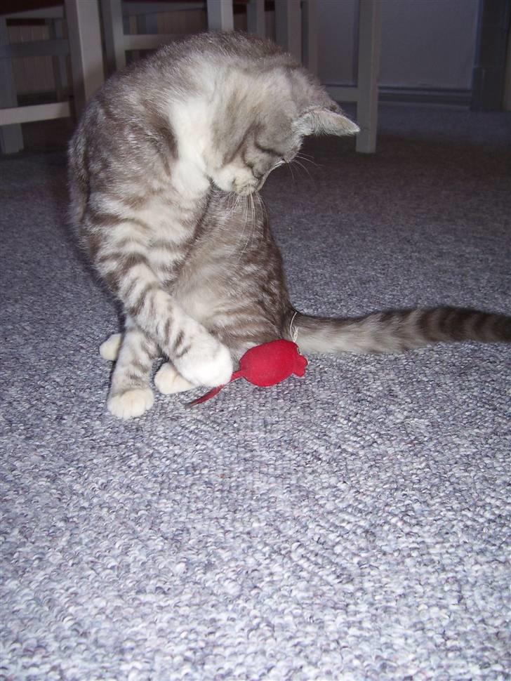 Blanding af racer Tvebakke  † d. 2/11-08 billede 3