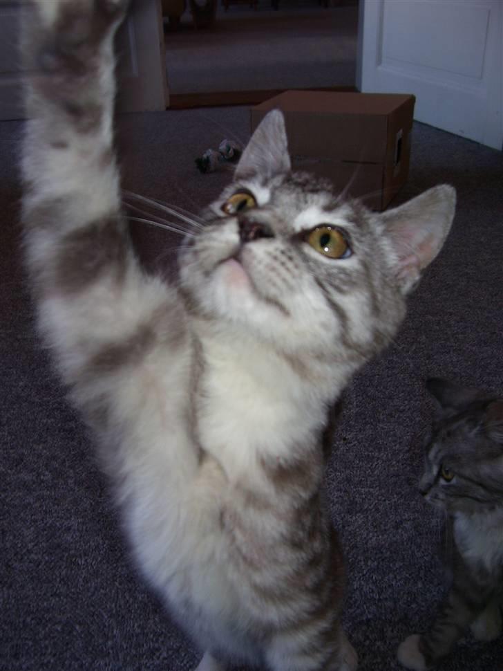 Blanding af racer Tvebakke  † d. 2/11-08 billede 4