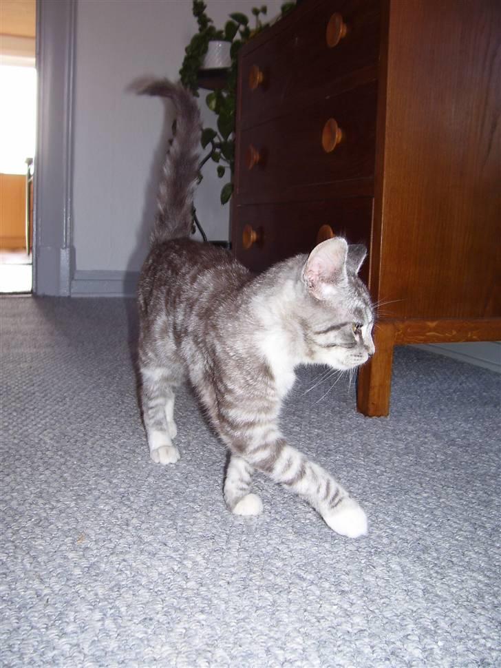 Blanding af racer Tvebakke  † d. 2/11-08 billede 5