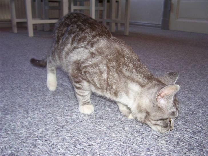 Blanding af racer Tvebakke  † d. 2/11-08 billede 6