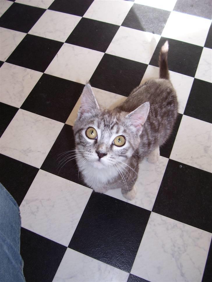 Blanding af racer Tvebakke  † d. 2/11-08 billede 7