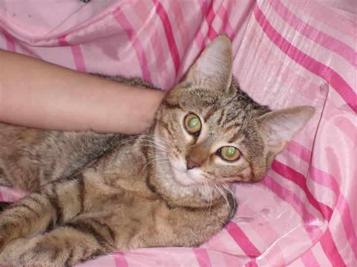 Huskat Nuser - Er jeg ikke sød! billede 1