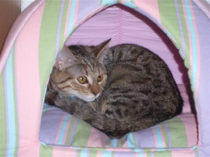 Huskat Nuser - Uha her er farligt billede 2