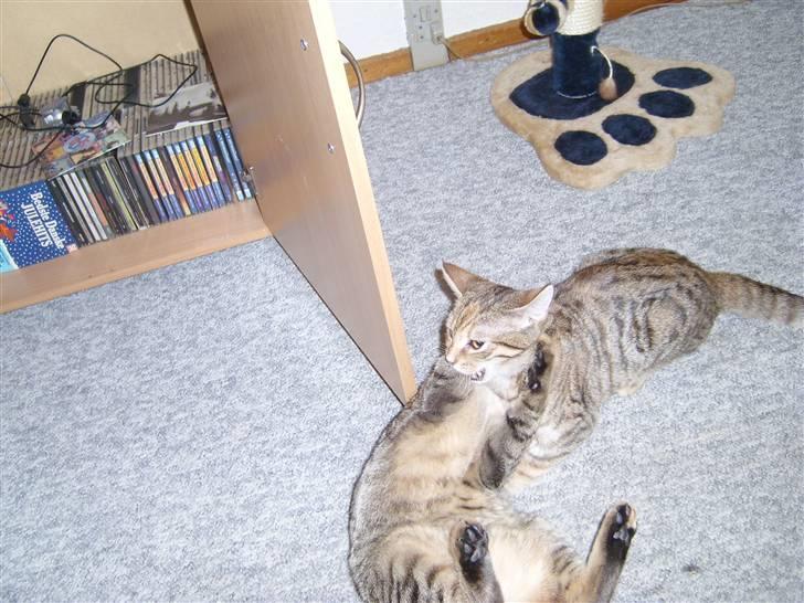 Huskat Nuser - jarrr!!! til ANGRAP!!!!!!!!!!!! billede 3