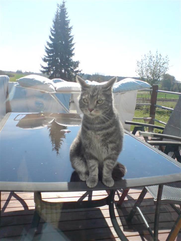 Huskat Gismo billede 1