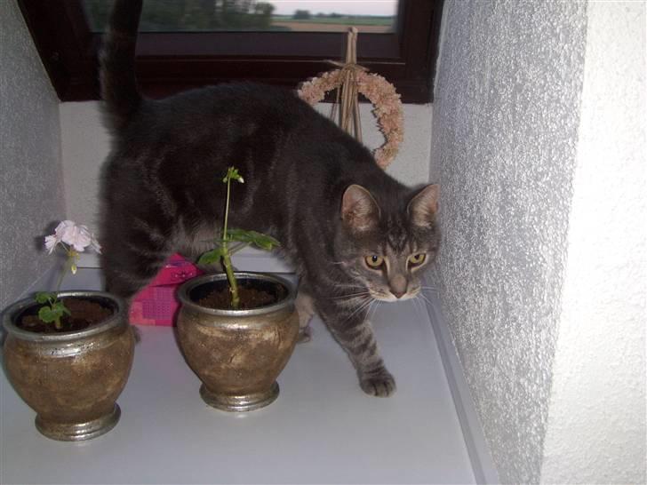 Huskat Gismo billede 2