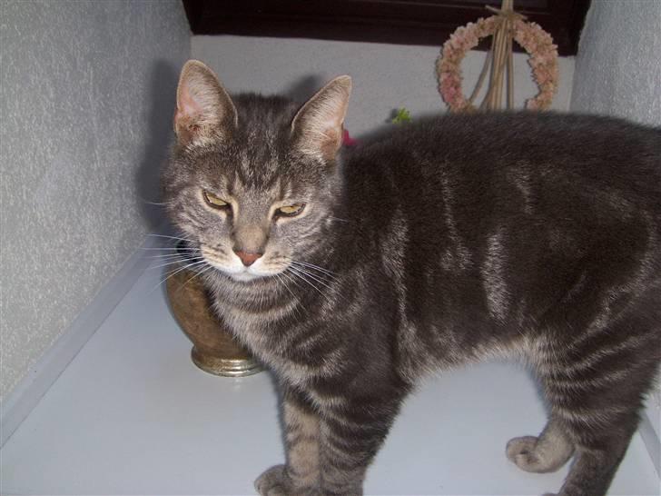 Huskat Gismo billede 3