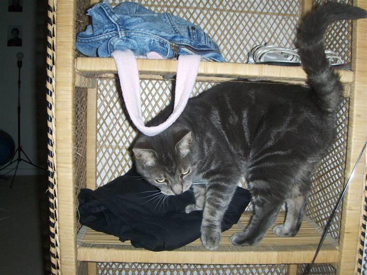 Huskat Gismo billede 4