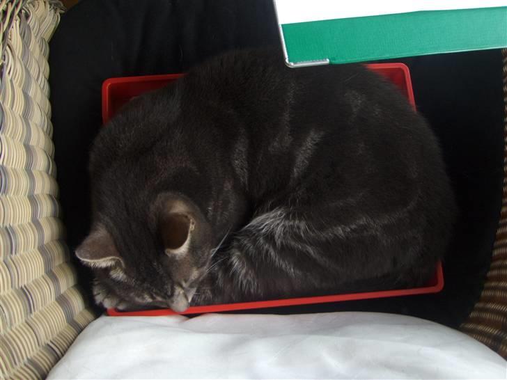 Huskat Gismo billede 5