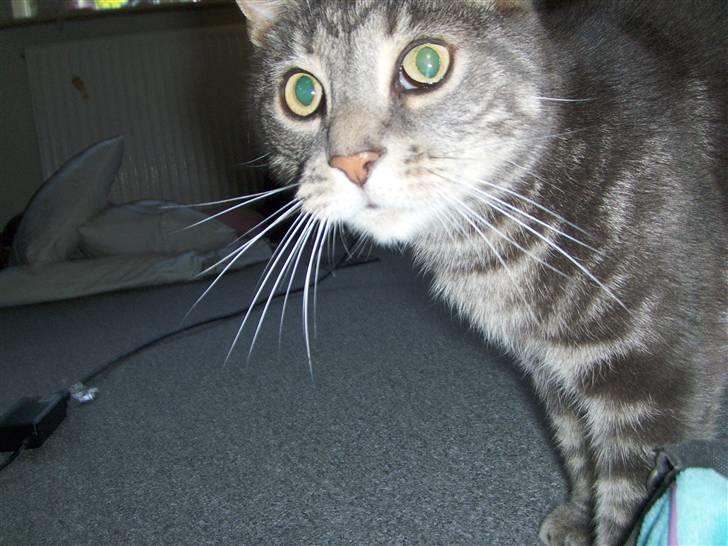 Huskat Gismo billede 6