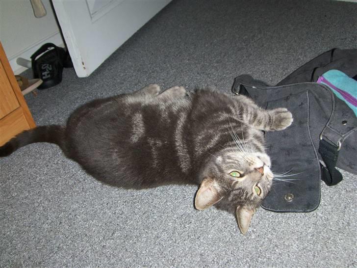 Huskat Gismo billede 7