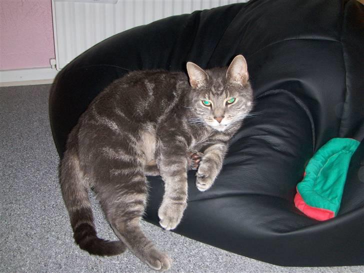 Huskat Gismo billede 8