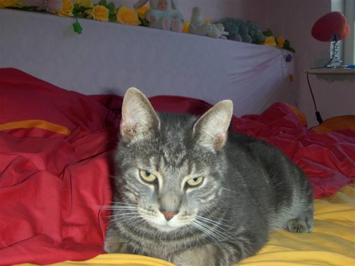 Huskat Gismo billede 9