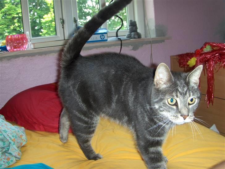 Huskat Gismo billede 10