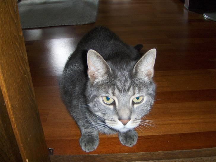 Huskat Gismo billede 11