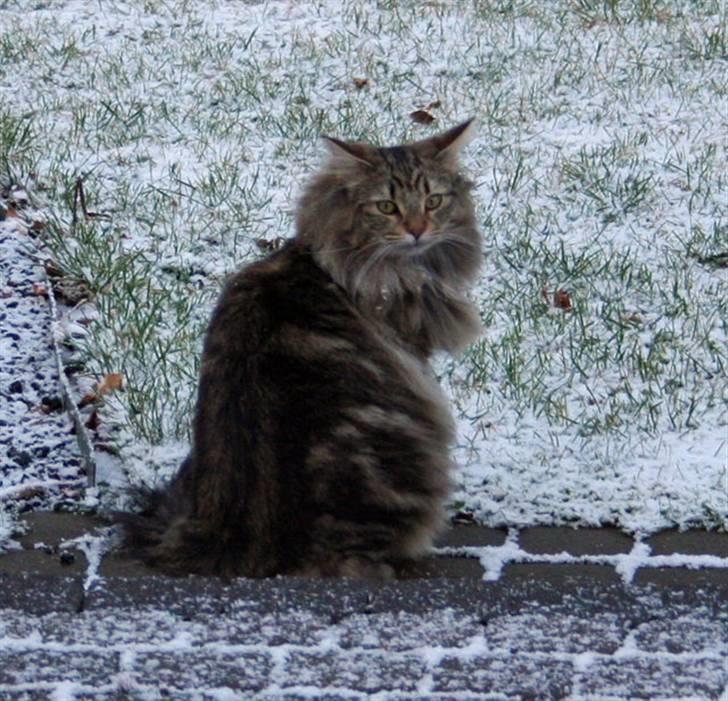 Norsk Skovkat Bergedorf's Brown Sugar billede 7
