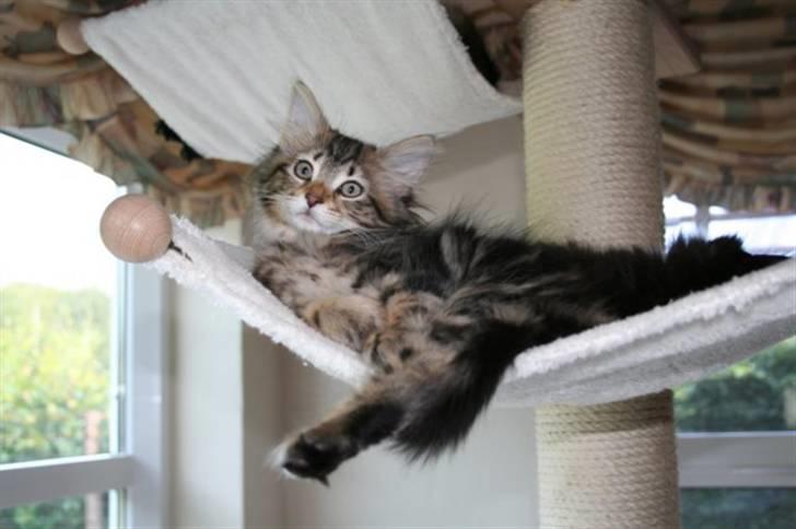 Norsk Skovkat Bergedorf's Brown Sugar billede 8