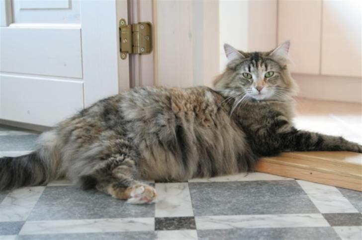 Norsk Skovkat Dark Demerara billede 8