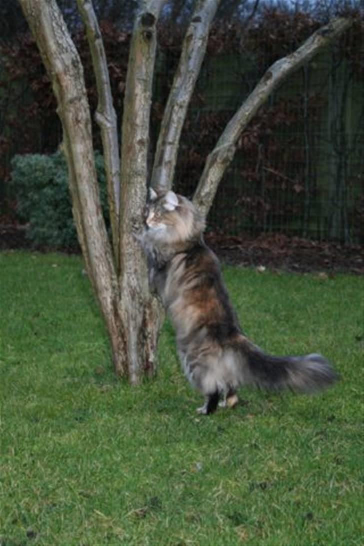 Norsk Skovkat Dark Demerara billede 9