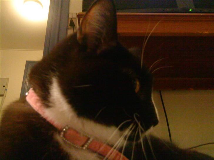 Blanding af racer Tilde billede 2