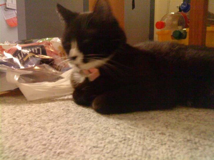 Blanding af racer Tilde billede 3