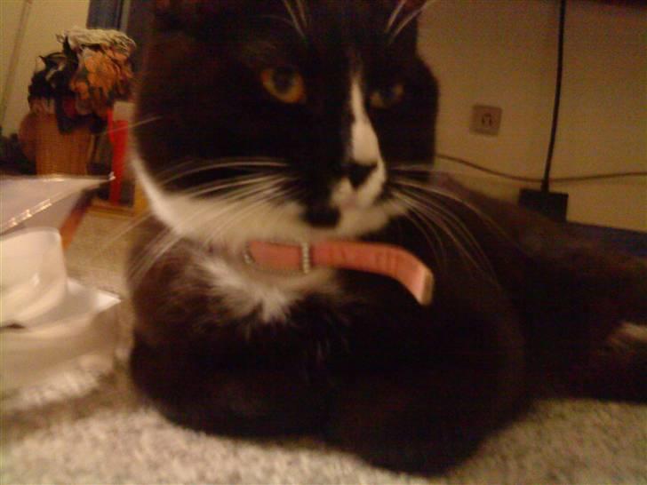 Blanding af racer Tilde billede 4