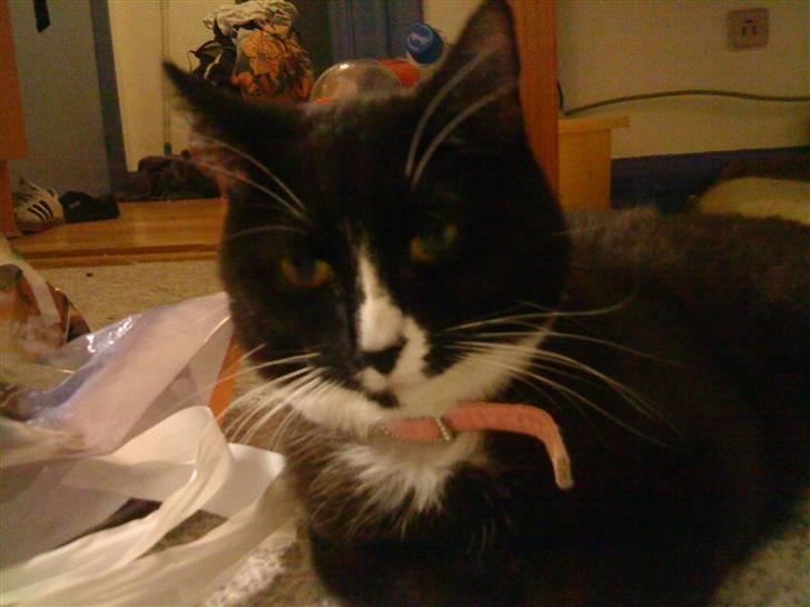 Blanding af racer Tilde billede 5